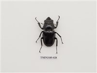 藏品(鬼艷鍬形蟲)的圖片